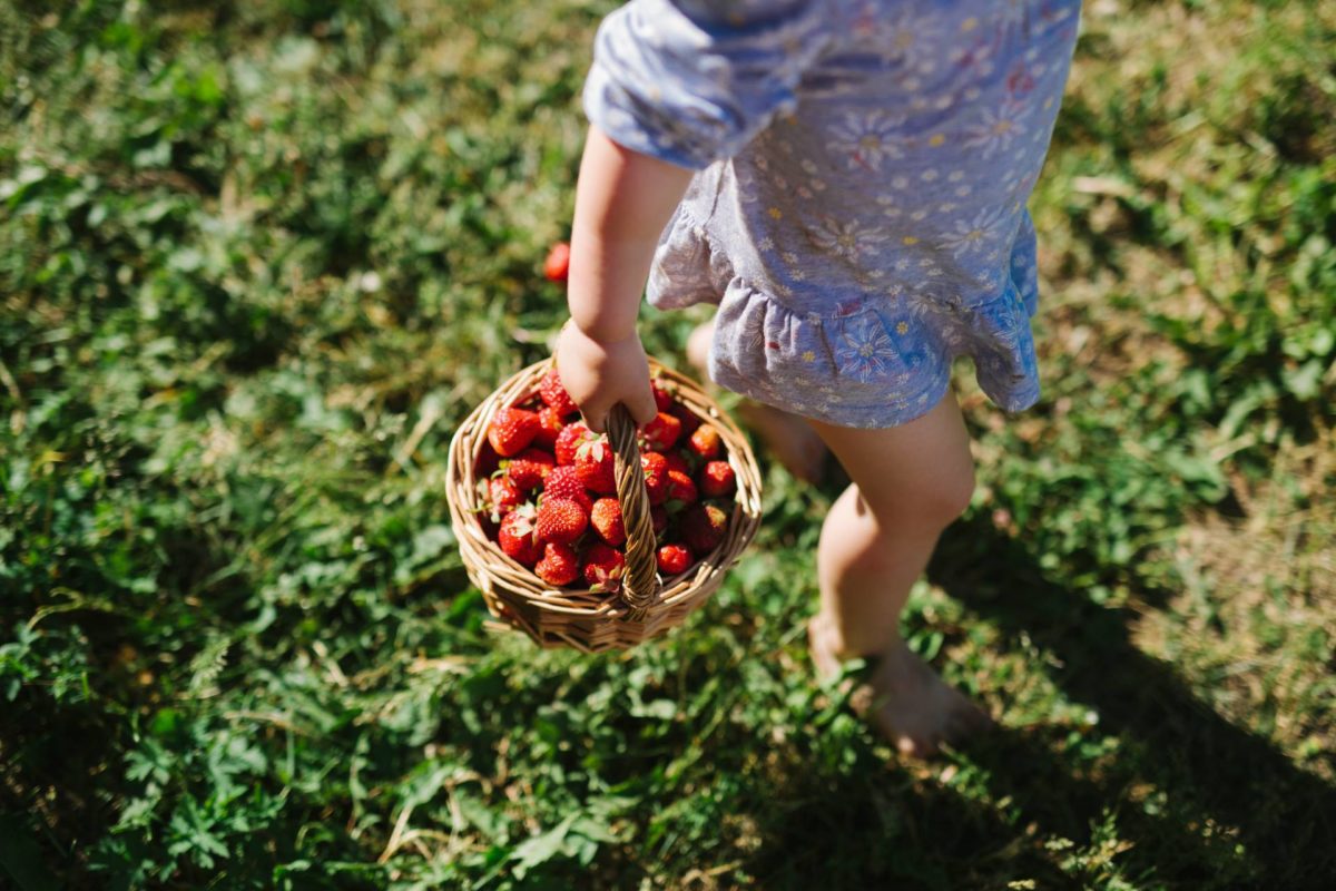 Child Picking Strawberries